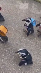Ironizan con un vídeo de unos pequeños pingüinos con mochilas: "¿Para esto votaste a Trump?"