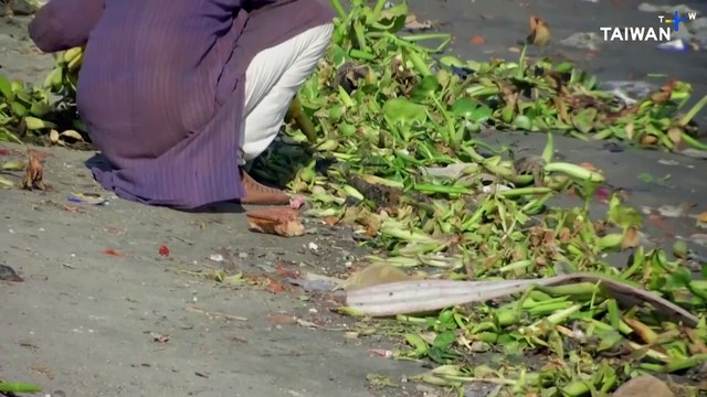 Volunteers Clear Banks of New Delhi's Yamuna River by Hand