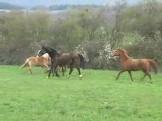 07.04.08 retrouvailles chevaux