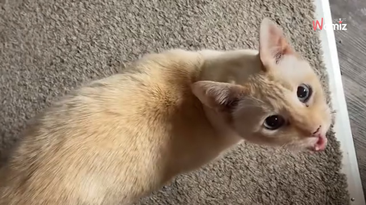 Elle emmène son chat de 20 ans chez le vétérinaire : la surprise lors de la consultation est totale (Vidéo)