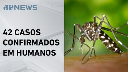 Febre amarela mata quase 60% dos infectados em São Paulo