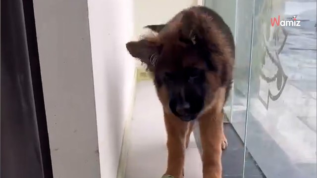 Un chiot Berger Allemand rencontre un Ara bleu : rien ne se passe comme prévu (Vidéo)