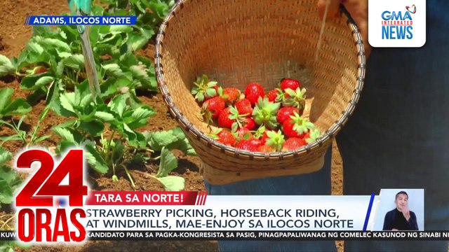 Strawberry picking, horseback riding, at windmills, mae-enjoy sa Ilocos Norte | 24 Oras
