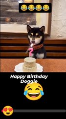 Happy Birthday Doggie