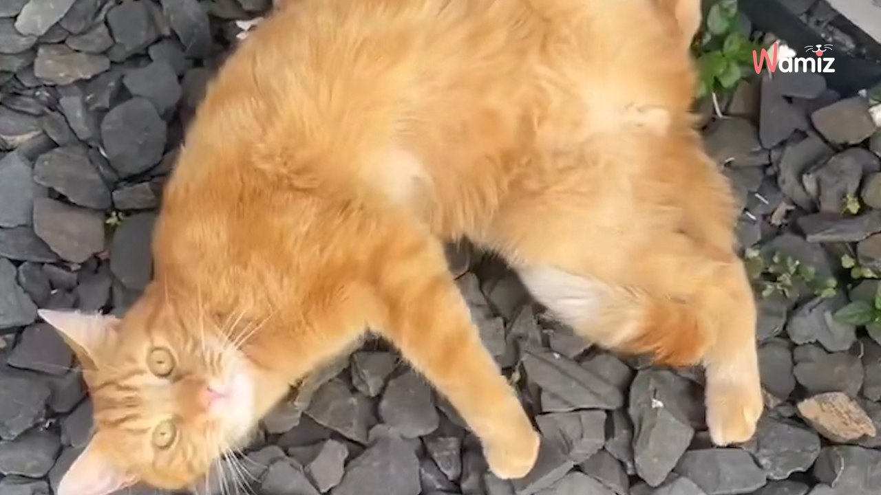 Elle garde le chat de ses amis pendant les vacances : un événement étrange lui fait regretter instantanément (vidéo)