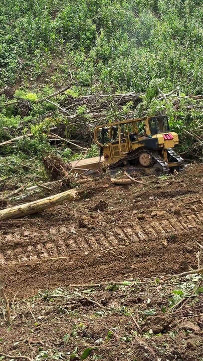 Efficiency of D6R XL Bulldozer in Heavy Terrain of Oil Palm Plantations