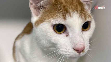 Un chat est abandonné devant la porte du refuge : les détails de la scène lancent un débat chez les internautes