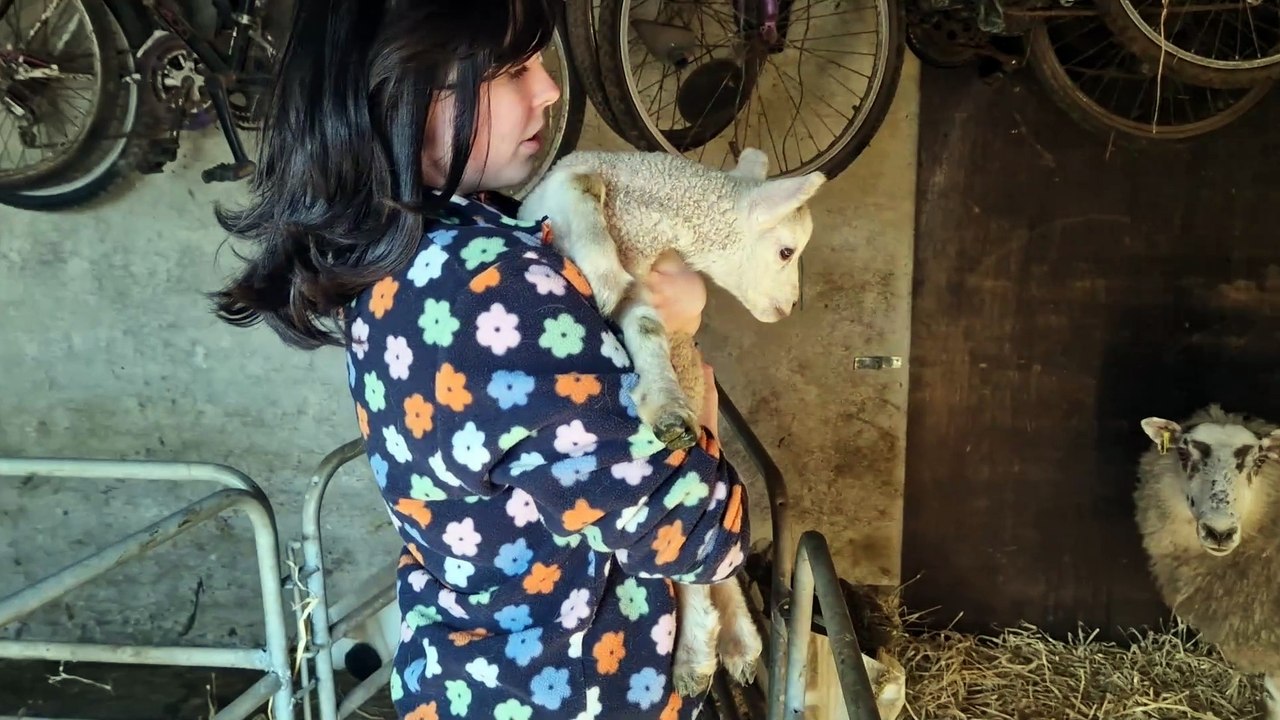Five new born lambs