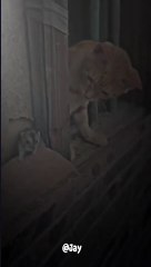 an enemy becomes a friend