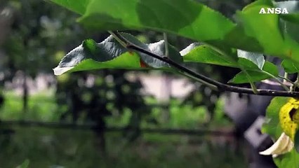 Lucarelli (Deloitte): "Su IA passaggio da sperimentazione a soluzioni"