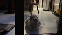 Sale del hotel a pasear con su perro: al regresar, ve una "criatura" roncando en su habitación