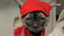 Refugio rescata a 30 gatos en una casa: un gatito de apariencia única sorprende a todos