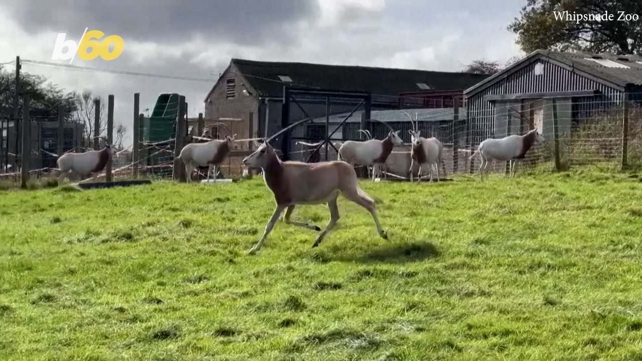 How This Once-Endangered Antelope Is Making a Remarkable Comeback