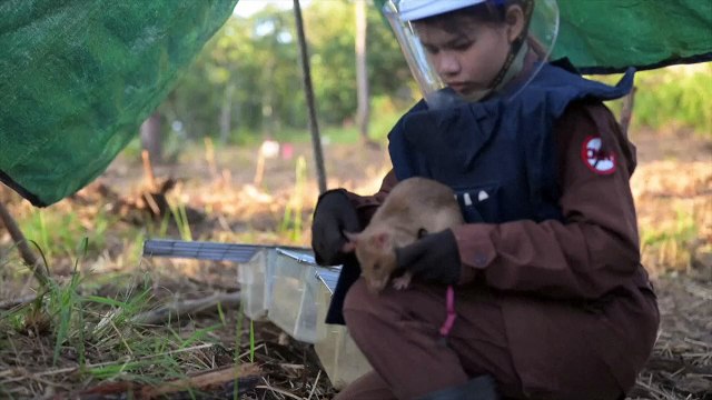 جرذ في كمبوديا يحطم الرقم القياسي لأكثر القوارض رصدا للألغام في العالم