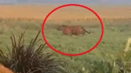 Pilibhit: खेत में दिखा बाघ, पीछे भागते दिखे ग्रामीण