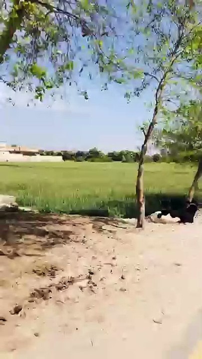 Towable wali video