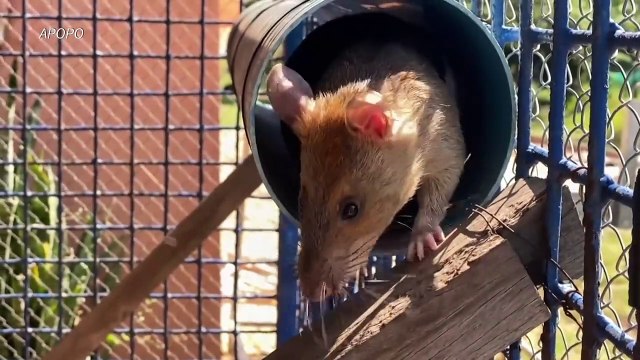 Rato no Camboja estabelece recorde de detecção de minas