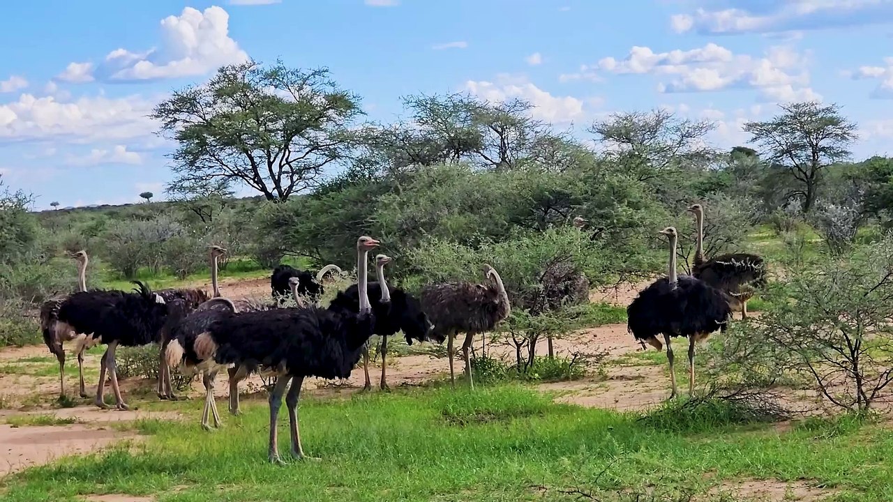 100 Stunden Namibia: Aufbruch in die Kalahari Wüste (Teil 2)