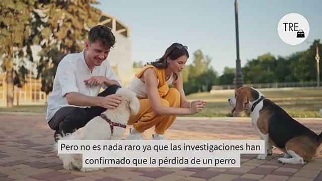 Perder un perro puede ser más duro que perder a un familiar. Y es perfectamente normal y legítimo