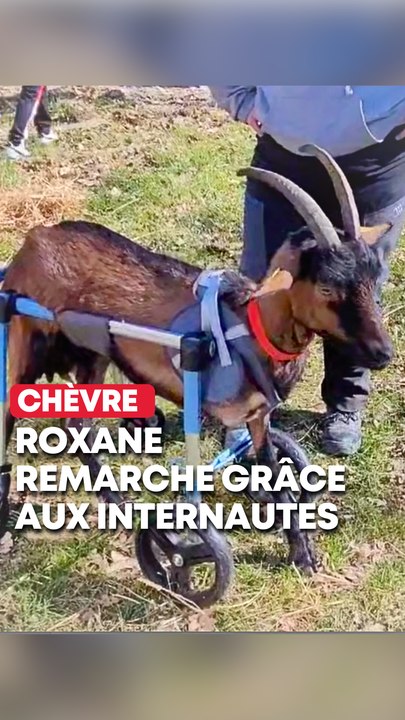 Une chèvre de l’Aisne sauvée grâce au soutien des internautes ?