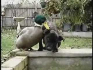 Lachvandedag.nl - Hond en eend