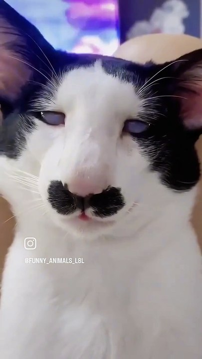 C'est quoi ce chat ? ?