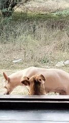 Cute dogs reels video in tamil for shorts video in tamil for shorts feed