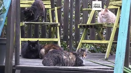 Afrique du Sud : des chats abandonnés sauvés grâce à un refuge unique