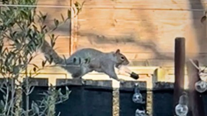 Naughty Squirrel Steals Lightbulbs From Garden and Runs Away