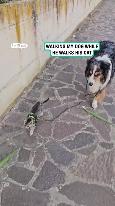 Dog walks his cat 🐶 🐱