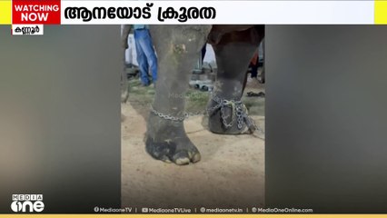 കാലിൽ പുഴുവരിക്കുന്ന വ്രണവുമായി ദൈവത്തിന്റെ തിടമ്പേറ്റി മിണ്ടാപ്രാണി; ആനയോട് ക്രൂരത