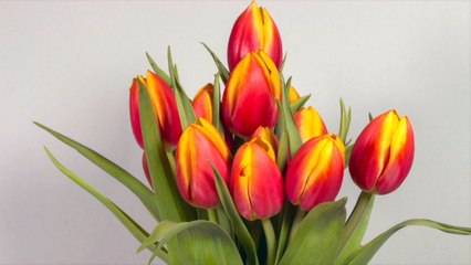 How to Keep Your Tulips Standing Tall and Stunning