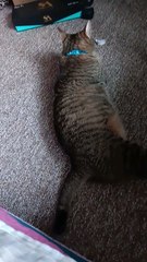 Coco tries to open his cat treats himself after i only gave him a handful!