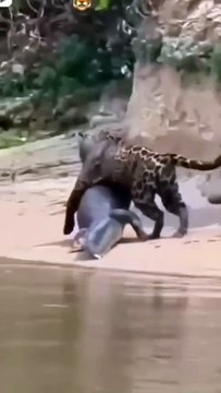 Jaguar hunts the caiman with a bone-crushing bite to the skull