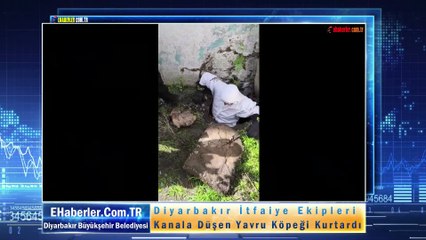 Diyarbakır İtfaiye Ekipleri Kanala Düşen Yavru Köpeği Kurtardı