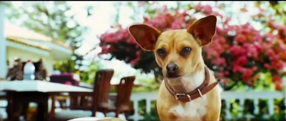 Le chihuahua de Beverly Hills (2008) - Bande annonce