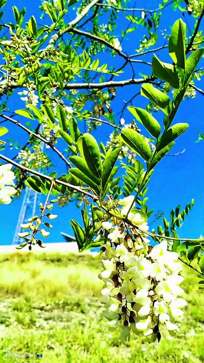 "Spring Vibes | White Jasmine (Chambeli) Flowers in Bloom"