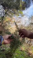 Doğada Kızarmış Tüm Tavuk 🐔 ｜ Roasted Whole Chicken in Nature