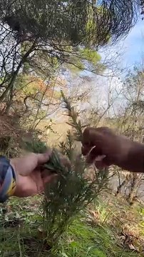 Doğada Kızarmış Tüm Tavuk 🐔 ｜ Roasted Whole Chicken in Nature