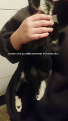 Sevginin iyileştirici gücü! Kapıya bırakılıp gidilen arka bacakları tutmayan kediyi hayata döndürmek 🙏🏻