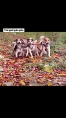 The World of Playful Pups - Episode 36