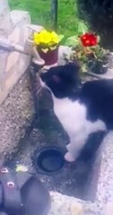 The cat drinks water