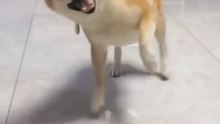 Smart_dog_🐕_👌_👍_#youtube_#comedy_#funny_#ytshort_#shorts(720p)
