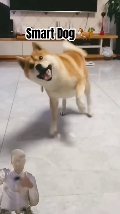 Smart_dog_🐕_👌_👍_#youtube_#comedy_#funny_#ytshort_#shorts(720p)