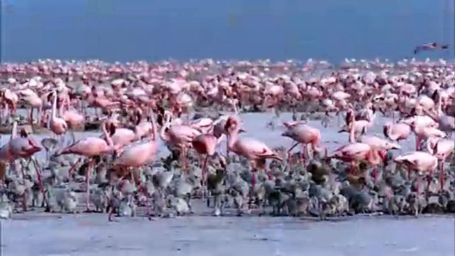 Les ailes pourpres : le mystère des flamants (2008) - Bande annonce