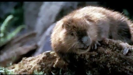 Docteur Dolittle 2 (2001) - Bande annonce