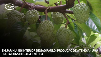 Em Jarinu, no interior de São Paulo: produção de atemoia - uma fruta considerada exótica
