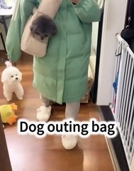 🐾 Welcome to the ultimate celebration of canine cuteness with #DogsOfInsta