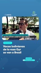 Vacas bolivianas de la raza Gyr se van a Brasil