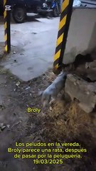 Los peludos en la vereda - A Broly lo esquilaron - Tacuarembó (19/03/2025)